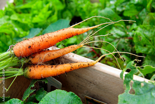 bunch of carrots on a wooden background photo