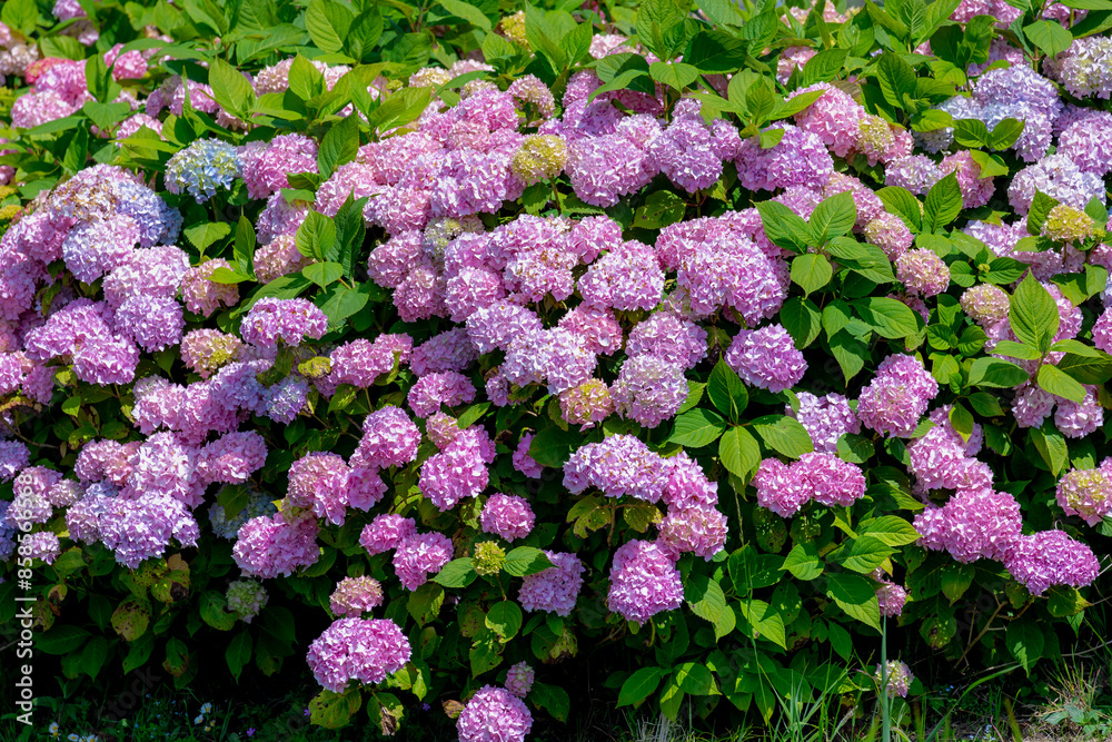 Selective focus of Hydrangea in the garden, Bushes of colorful purple pink ornamental flower, Hortensia flowers are produced from early spring to late autumn, Nature pattern texture, Flora background. Selective focus of Hydrangea in the garden, Bushes of colorful purple pink ornamental flower, Hortensia flowers are produced from early spring to late autumn, Nature pattern texture, Flora background.