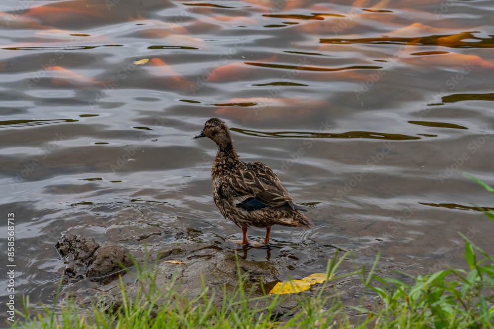 Anas is a genus of dabbling ducks. It includes the pintails, most teals, and the mallard and its close relatives. TThe Hoʻomaluhia Botanical Garden is a botanical garden, Kāne'ohe, Oahu, Hawaii Anas is a genus of dabbling ducks. It includes the pintails, most teals, and the mallard and its close relatives. TThe Hoʻomaluhia Botanical Garden is a botanical garden, Kāne'ohe, Oahu, Hawaii