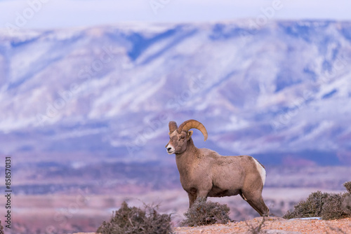 A bighorn ram surveys the country from his perch atop a canyon wall in Bighorn Canyon National Recreation Area, Wyoming