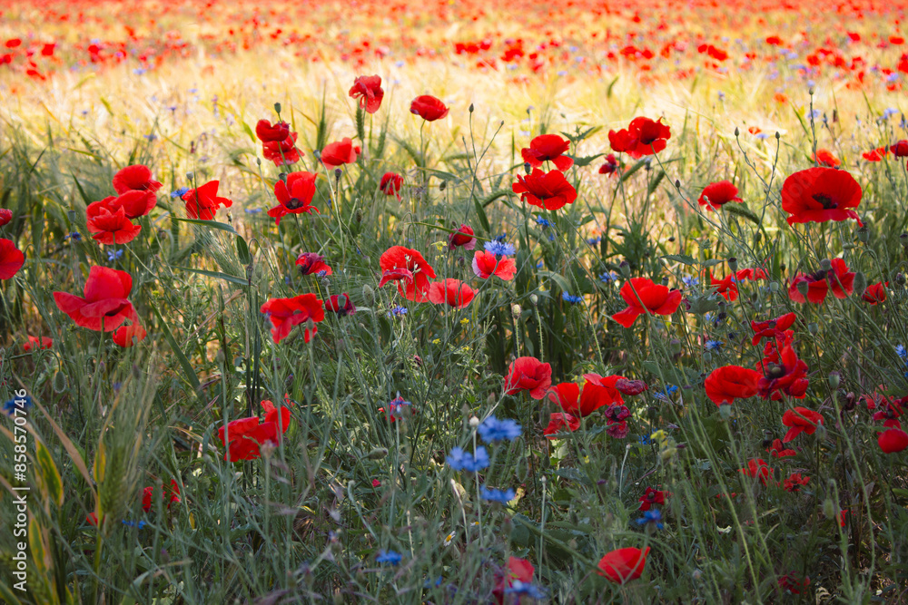 Obraz premium Cornflowers and poppy flowers in summer meadow. Summertime landscape. Wild flowers field. Blue cornflowers and red poppies in wheat field. Bluebottle and poppy in grass. Summer nature background.