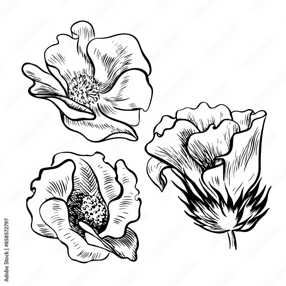 Cotton flowers. A set of vector graphic illustrations, hand-drawn. High-quality black and white image of a blooming flower, ideal for creating designs and artwork. Isolated image on a white background Cotton flowers. A set of vector graphic illustrations, hand-drawn. High-quality black and white image of a blooming flower, ideal for creating designs and artwork. Isolated image on a white background