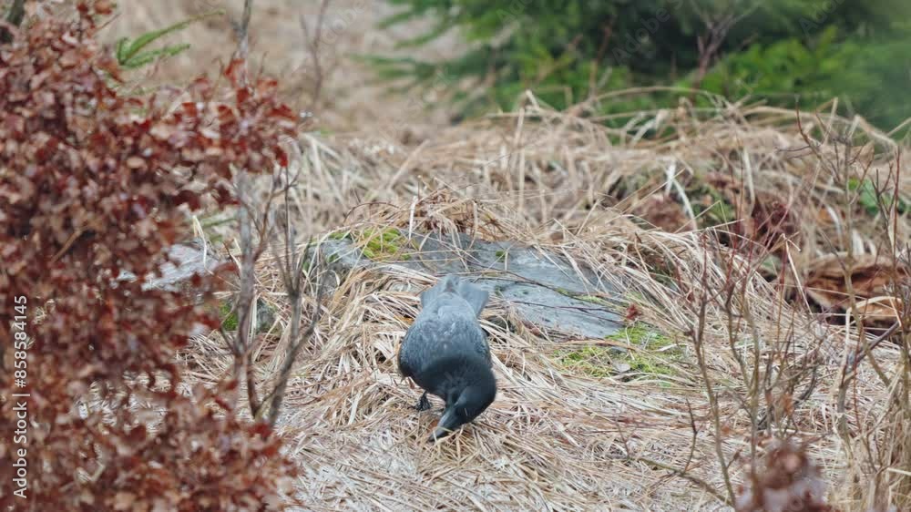 Black ravens hide meat in the forest Black ravens hide meat in the forest