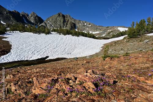 Morning light on Black Mountain and Alpine Penstemon (Penstemon davidsonii) in the Hoover Wilderness of California.
 photo