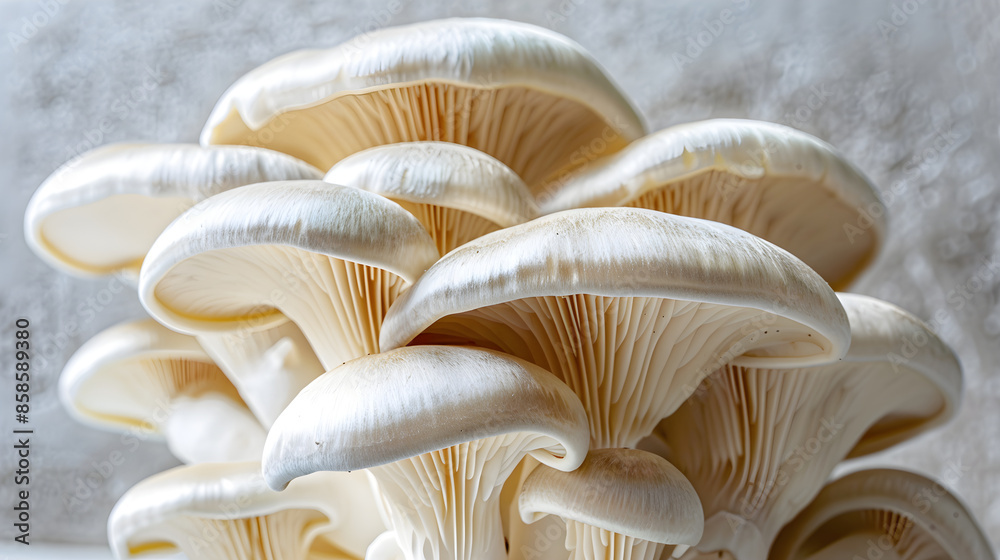 The Health Benefits and Nutritional Value of Fresh Oyster Mushrooms in a Comprehensive Visual Guide The Health Benefits and Nutritional Value of Fresh Oyster Mushrooms in a Comprehensive Visual Guide