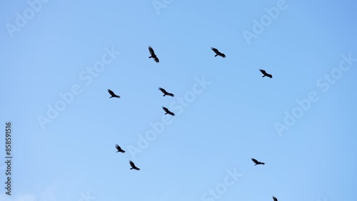 kettle of ten turkey vultures in flight riding updrafts and soaring on air currents