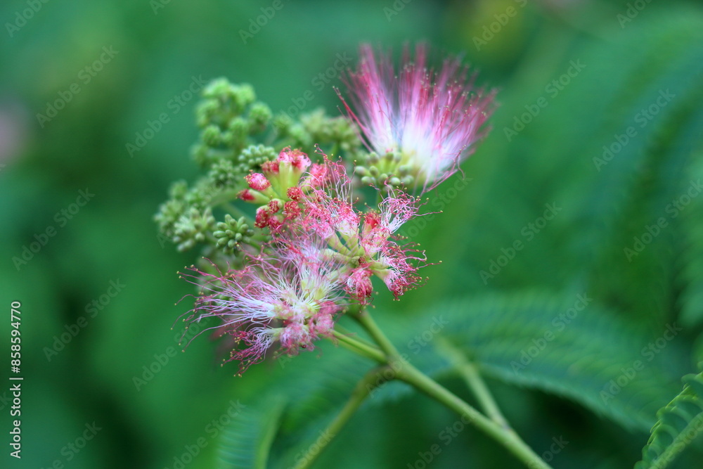 ネムノキ、花火の様な花が咲きます ネムノキ、花火の様な花が咲きます