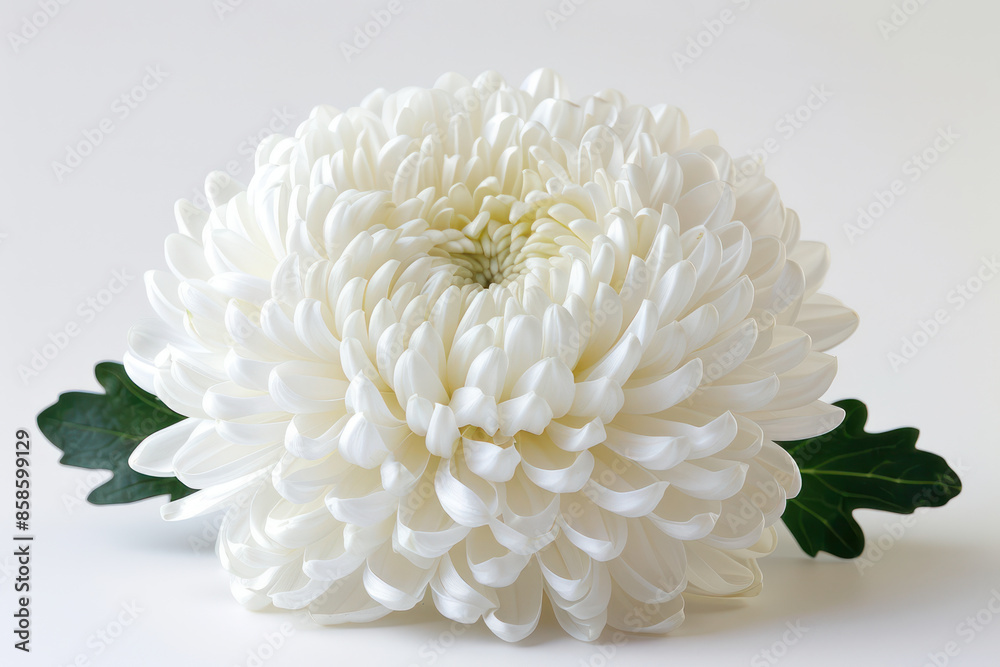 Elegant White Chrysanthemum Bloom Captivating Close Up of Stunning Floral Beauty with Soft Petals and Green Leaves, Symbolizing Purity, Innocence, and Freshness in Serene Nature Setting Elegant White Chrysanthemum Bloom Captivating Close Up of Stunning Floral Beauty with Soft Petals and Green Leaves, Symbolizing Purity, Innocence, and Freshness in Serene Nature Setting