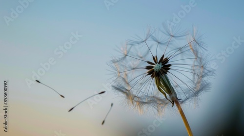 Close-up of a dandelion with seeds blowing away in the wind, capturing a moment of natural beauty and change