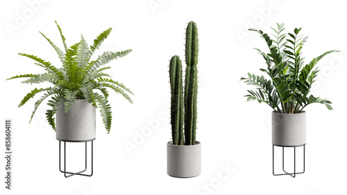 Exotic Plants in Concrete Planter Transparent Background