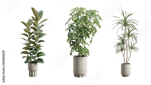 Exotic Plants in Concrete Planter Transparent Background photo