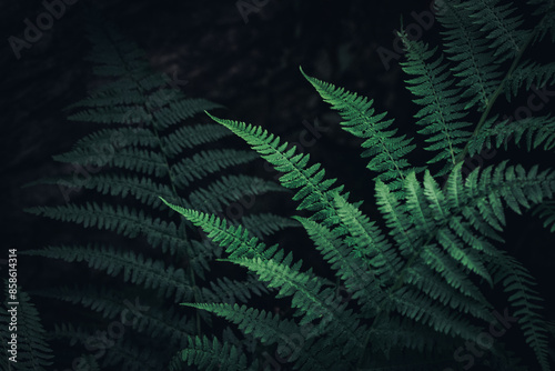 Natural Green Fern Leaves 