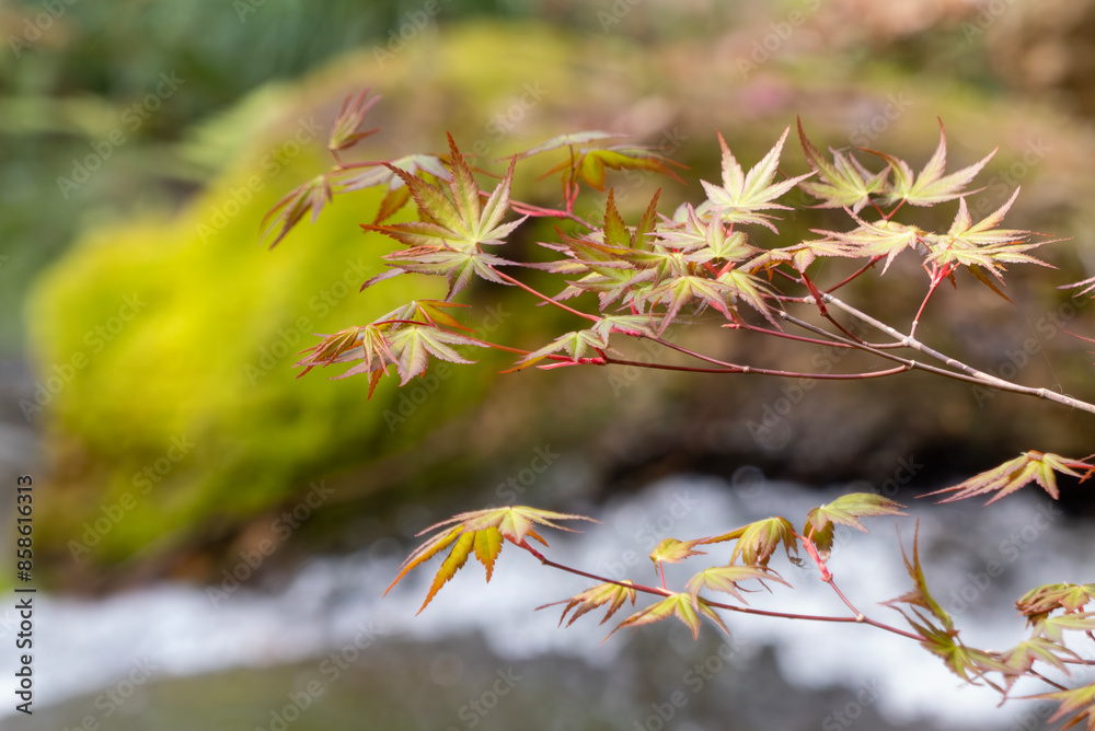 早春の水辺に紅葉の若葉 早春の水辺に紅葉の若葉