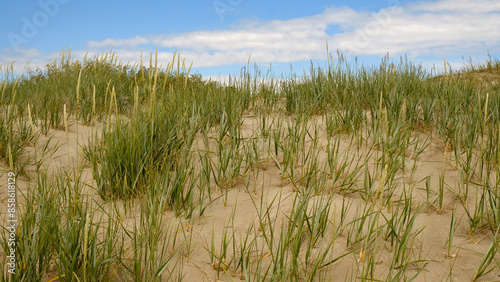 Fototapeta Naklejka Na Ścianę i Meble -  Sand dunes on the shore of the Baltic Sea. Marram grass (beach grass) growing in the sand. Landscape with beach sea view, sand dune and grass.