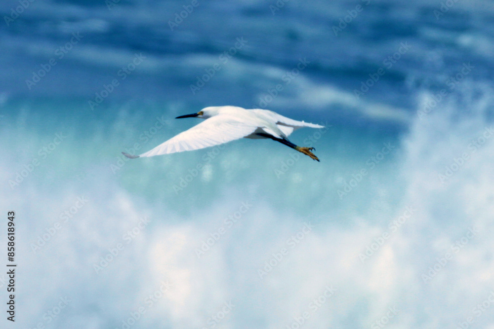 Fototapeta premium Garça-branca-pequena sobrevoado as fortes ondas da praia de Cordeirinho - Maricá - RJ