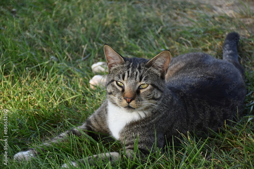Gray Cat Gray Cat