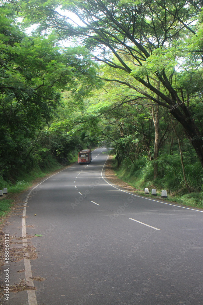 Fototapeta premium Empty road through the green trees.