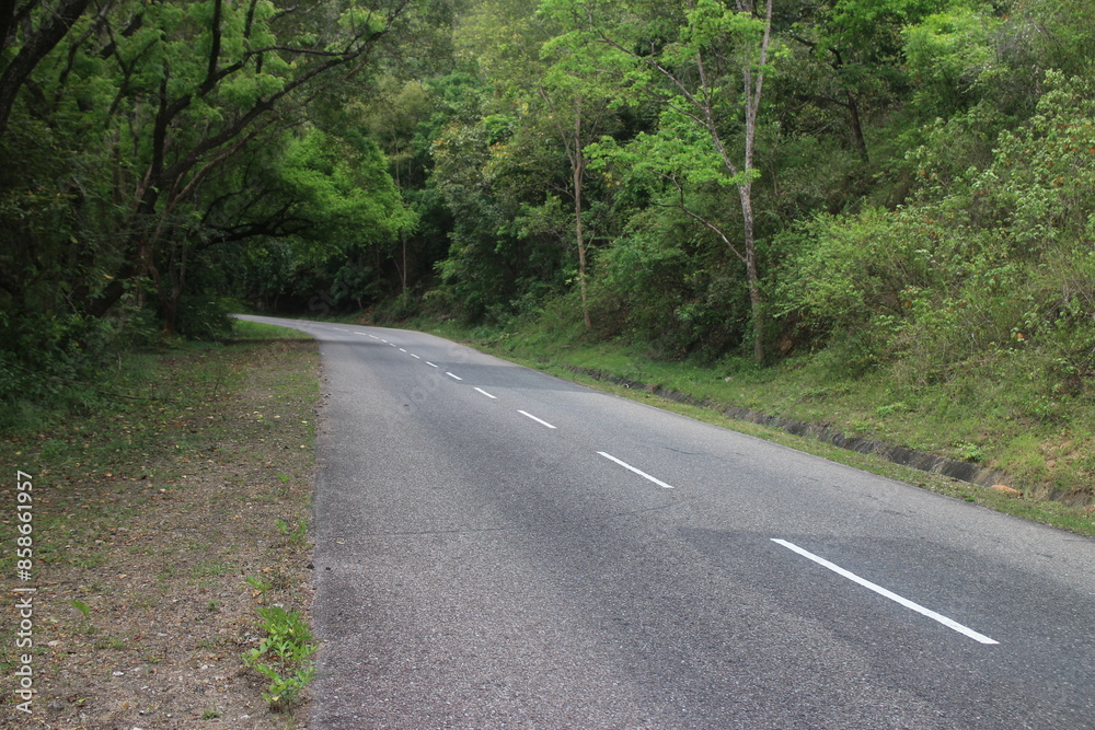 Empty road through the green trees. Empty road through the green trees.