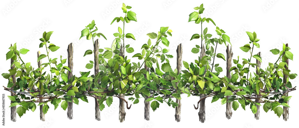A row of green plants growing on a fence A row of green plants growing on a fence