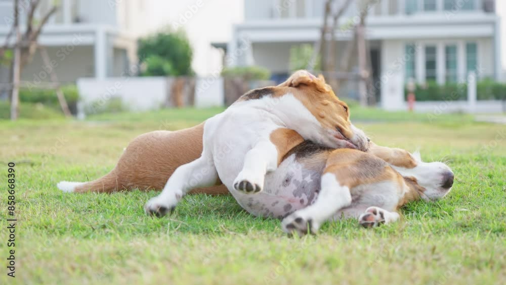 Two cute beagle puppies relaxing in the park in the evening. Cute dog pet concept Two cute beagle puppies relaxing in the park in the evening. Cute dog pet concept
