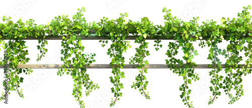 A vine covered trellis with green leaves photo