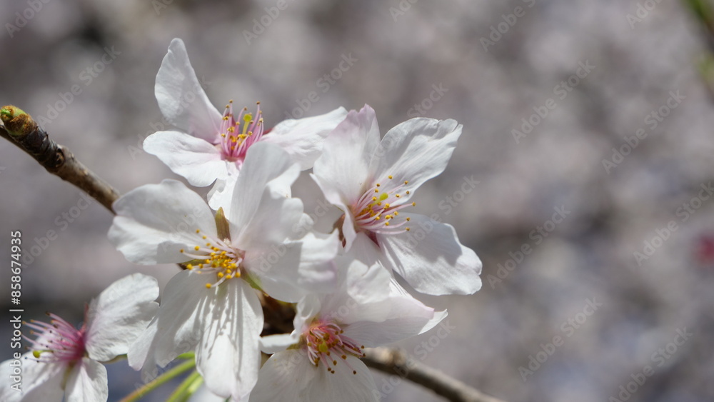 Cherry blossoms in full bloom. Cherry blossoms with small flowers. Cherry blossoms in full bloom. Cherry blossoms with small flowers.