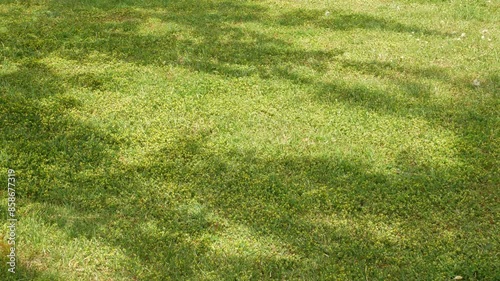 Tree shadows and grass swaying in the wind
