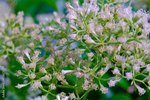 Close up shot of tiny white Mikania micrantha kunth Flower. Macro shot of beautiful flowers in the garden. Textured Details. Background Photography. Flower Close-up. Nature photography concept photo