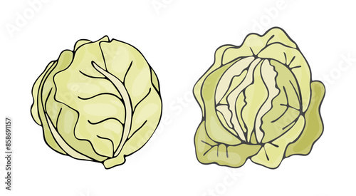 White cabbage. Two heads isolated on a white background. Vector illustration of vegetables. White cabbage in a hand-drawn style. 