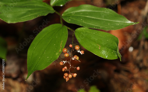 Solomon's Plume (Maianthemum racemosum) with berries developing at the end of the stem.  Berries are edible but can be bitter with laxative effect. photo