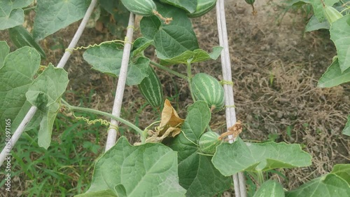 Beds have been made on the new parwal cultivation land and parwal trees are slowly rising to the top. pointed gourd plant, pointed gourd, pointed gourd tree in india, photo