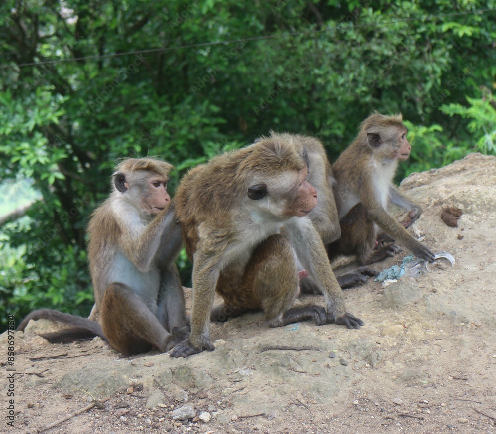 Macaque monkey family sitting together on a rock. Sri Lanka Macaque monkey family sitting together on a rock. Sri Lanka