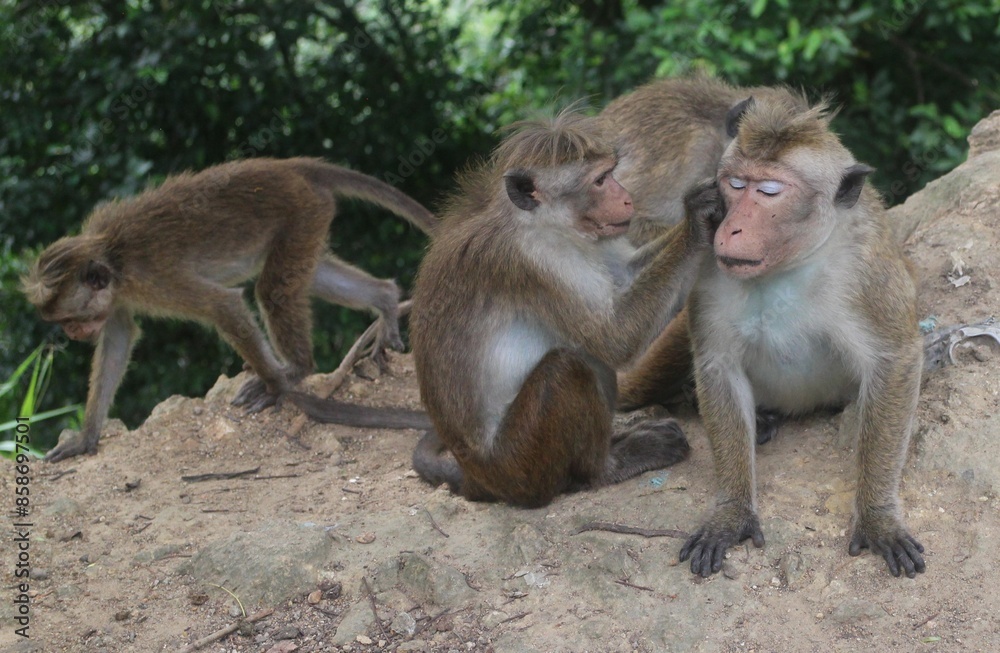 Macaque monkey family sitting together on a rock. Sri Lanka Macaque monkey family sitting together on a rock. Sri Lanka