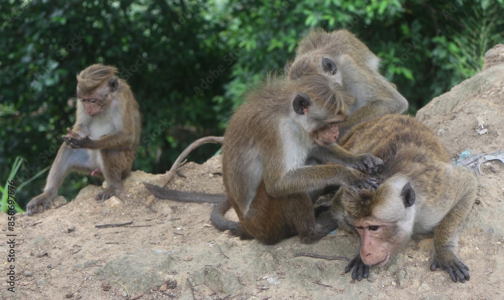 Naklejka premium Macaque monkey family sitting together on a rock. Sri Lanka