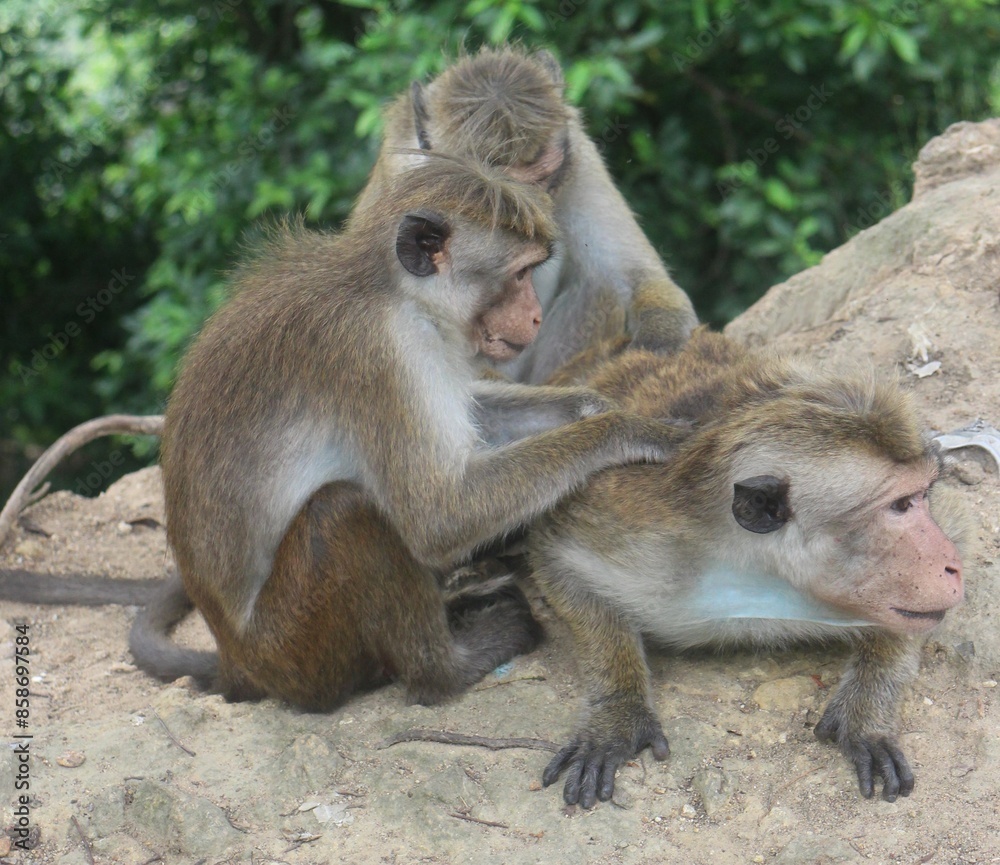 Naklejka premium Macaque monkey family sitting together on a rock. Sri Lanka