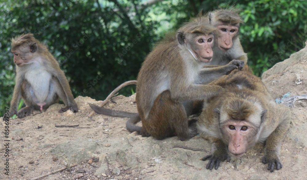 Macaque monkey family sitting together on a rock. Sri Lanka Macaque monkey family sitting together on a rock. Sri Lanka