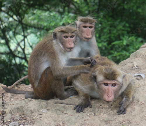 Macaque monkey family sitting together on a rock. Sri Lanka