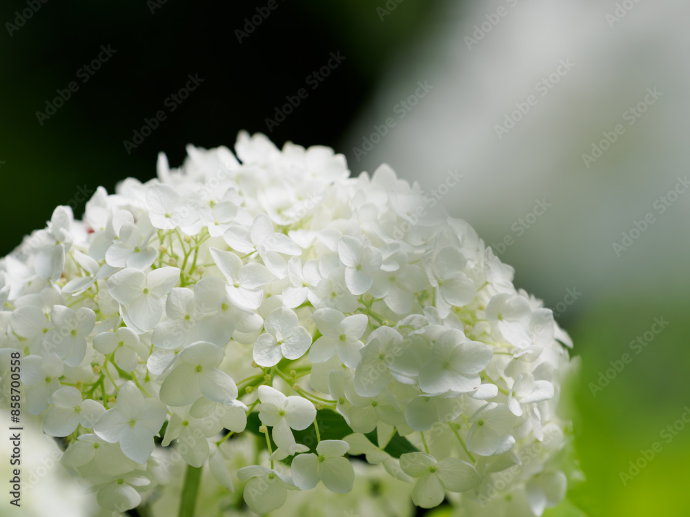 紫陽花アナベルの美しい花