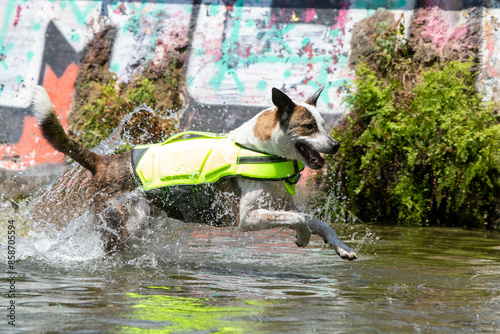 Dog playing in the water