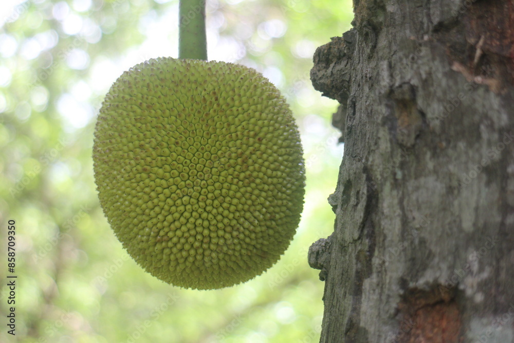 Jackfruit are hanging on tree Jackfruit are hanging on tree