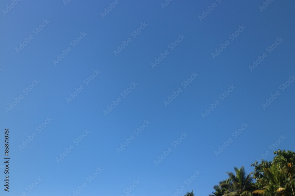 Obraz premium A tree growing in a cloudless blue sky