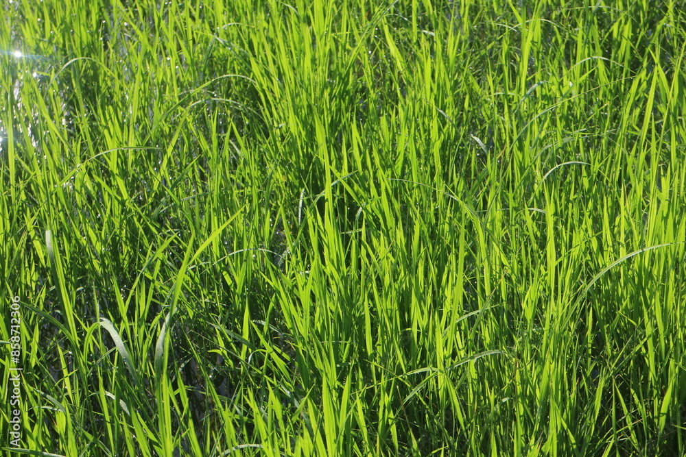 Obraz premium Background of a green grass. Green grass texture Green grass texture from a field.