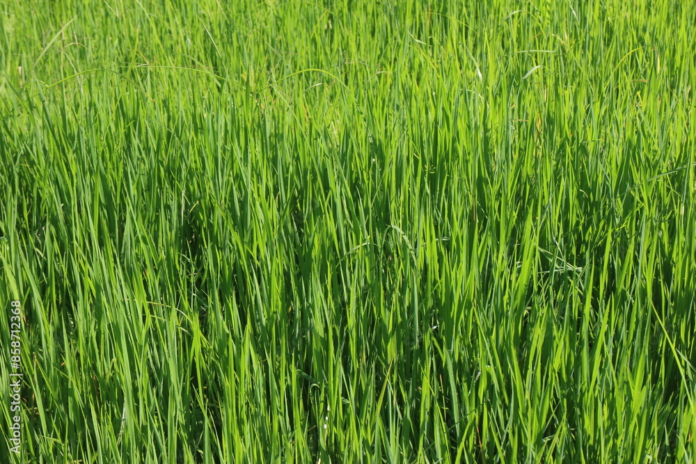 Background of a green grass. Green grass texture Green grass texture from a field. Background of a green grass. Green grass texture Green grass texture from a field.