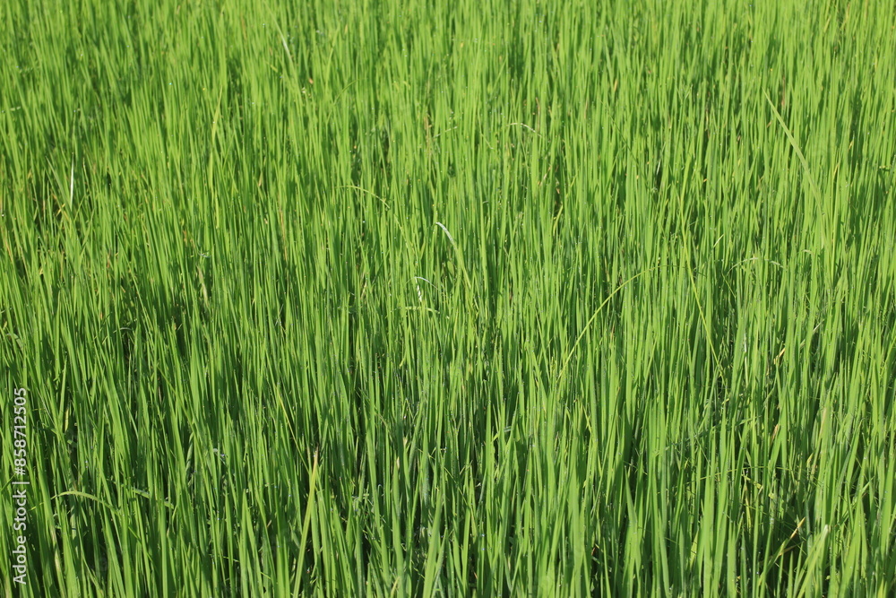 Background of a green grass. Green grass texture Green grass texture from a field. Background of a green grass. Green grass texture Green grass texture from a field.