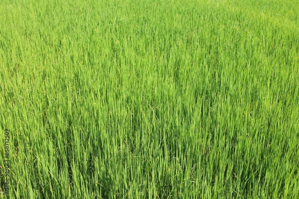 Background of a green grass. Green grass texture Green grass texture from a field. Background of a green grass. Green grass texture Green grass texture from a field.