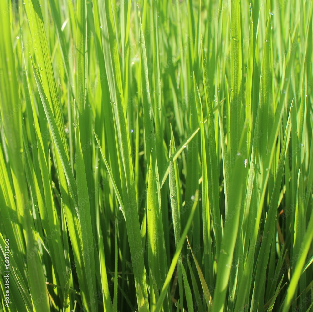 Background of a green grass. Green grass texture Green grass texture from a field. Background of a green grass. Green grass texture Green grass texture from a field.