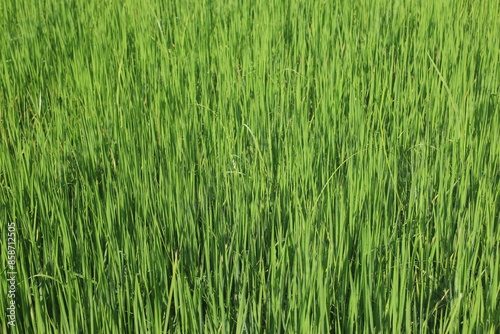 Background of a green grass. Green grass texture Green grass texture from a field. 