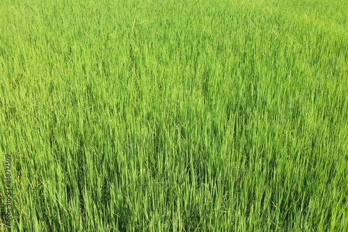 Background of a green grass. Green grass texture Green grass texture from a field.  © SISIRA