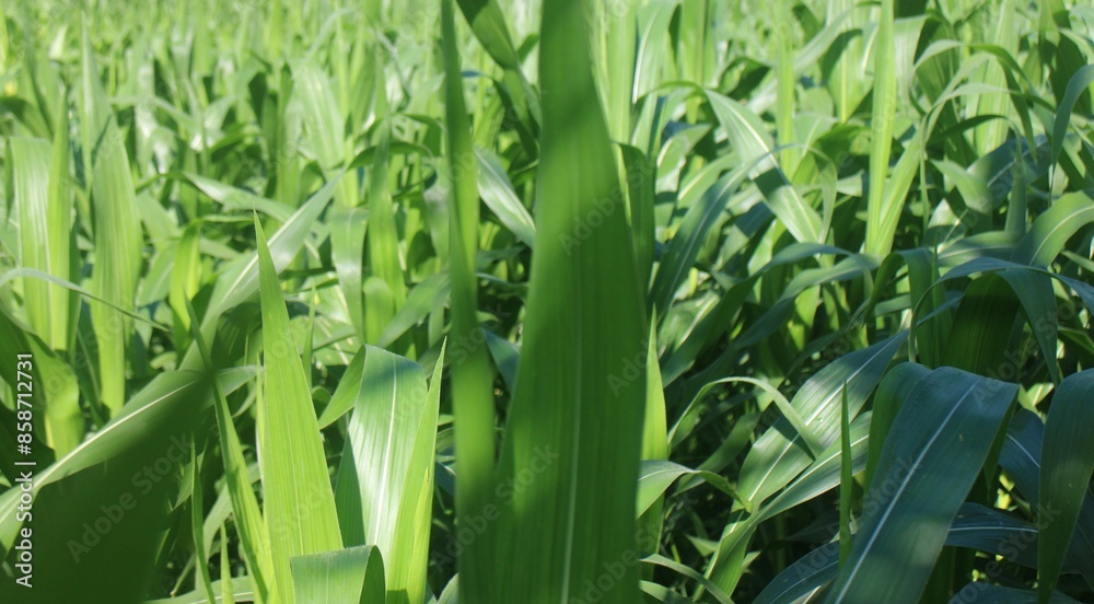 Obraz premium The Beauty of a Lush Green Corn Field