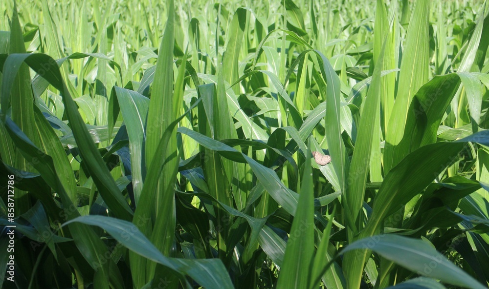 Fototapeta premium The Beauty of a Lush Green Corn Field 